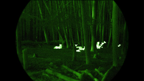 Ein herangezoomtes Bild von einer Reh Herde im Wald